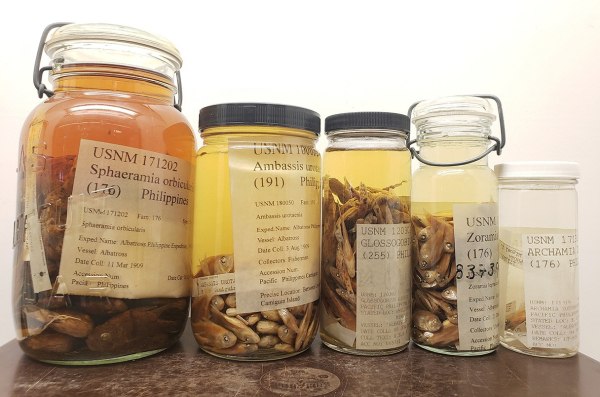 Ψάρια διατηρημένα σε ρούμι αποκαλύπτουν έναν αιώνα περιβαλλοντικών αλλαγών