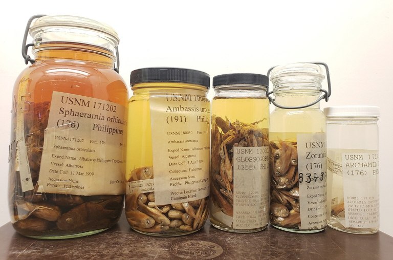 Ψάρια διατηρημένα σε ρούμι αποκαλύπτουν έναν αιώνα περιβαλλοντικών αλλαγών