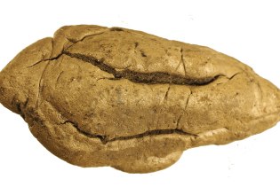 Η ζωή στη νεολιθική Ευρώπη σύμφωνα με μια μασημένη τσίχλα