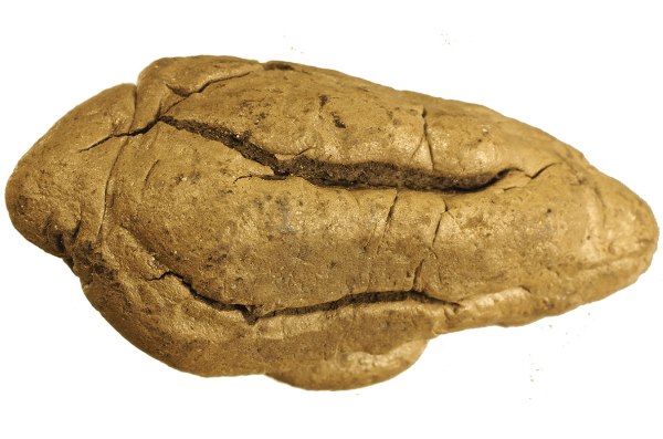 Η ζωή στη νεολιθική Ευρώπη σύμφωνα με μια μασημένη τσίχλα