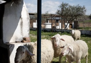 Αιγοπρόβατα: Κυκλοφορεί στην ΕΕ νόμιμο εμβόλιο για την ευλογιά – Γιατί δεν διατίθεται στη χώρα μας