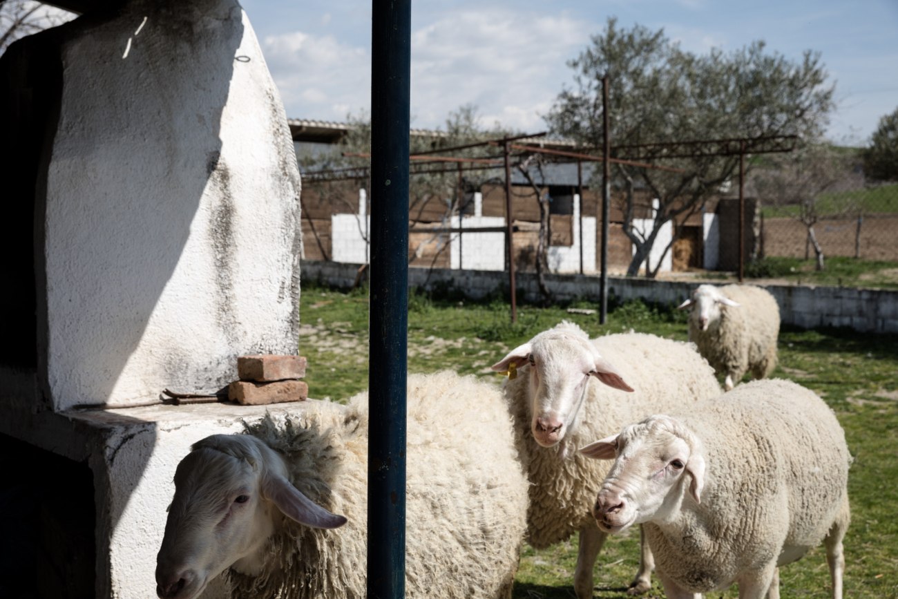 Αιγοπρόβατα: Κυκλοφορεί στην ΕΕ νόμιμο εμβόλιο για την ευλογιά – Γιατί δεν διατίθεται στη χώρα μας