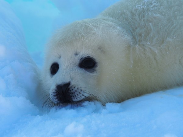 Κίνδυνος για το 28% των ειδών των ζώων – Η λίστα του αφανισμού