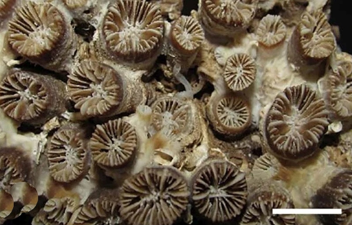 Νεκρή αποικία του σκληρού κοραλλιού  Phyllangia americana (Giuseppe Corriero et al, 2004)