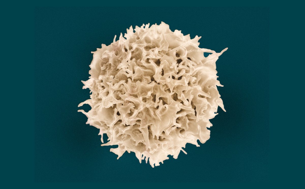 Νόμπελ Ιατρικής για τους μηχανισμούς που εμποδίζουν τις αυτοάνοσες ασθένειες