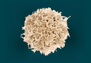 Νόμπελ Ιατρικής για τους μηχανισμούς που εμποδίζουν τις αυτοάνοσες ασθένειες