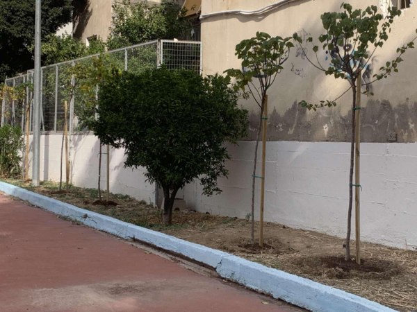Νέες δενδροφυτεύσεις σε σχολεία της πόλης από τον Δήμο Πειραιά
