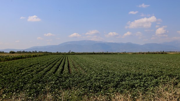 «Στάση πληρωμών στις αγροτικές αποζημιώσεις με ευθύνη της κυβέρνησης» καταγγέλλει ο Φαραντούρης