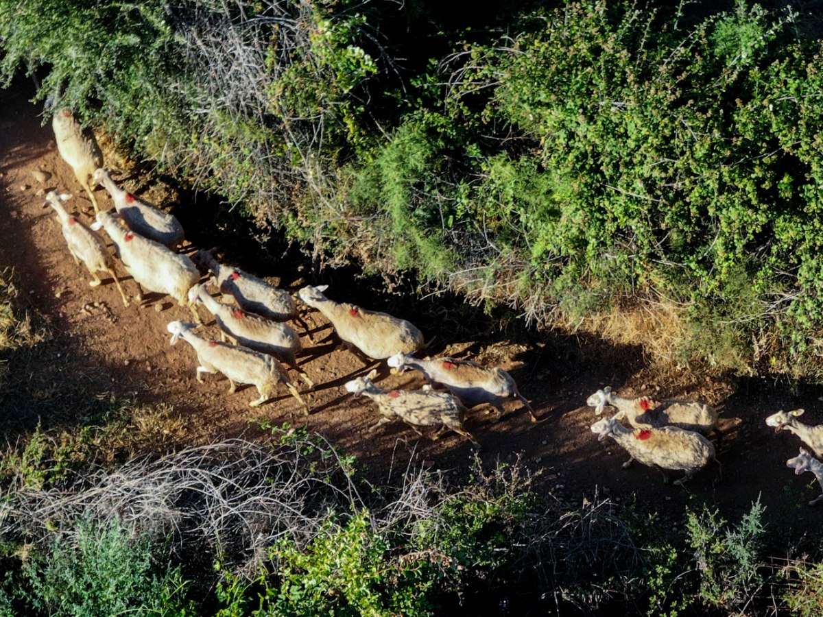 Κέλλας για ευλογιά προβάτων: Ο εμβολιασμός δεν είναι ικανός να δημιουργήσει ανοσία στο κοπάδι