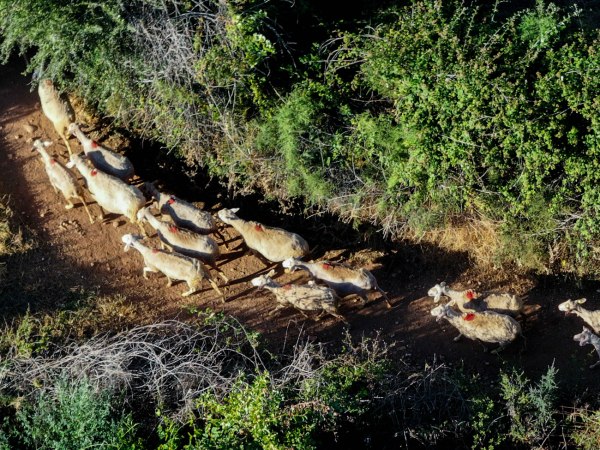 Κέλλας για ευλογιά προβάτων: Ο εμβολιασμός δεν είναι ικανός να δημιουργήσει ανοσία στο κοπάδι