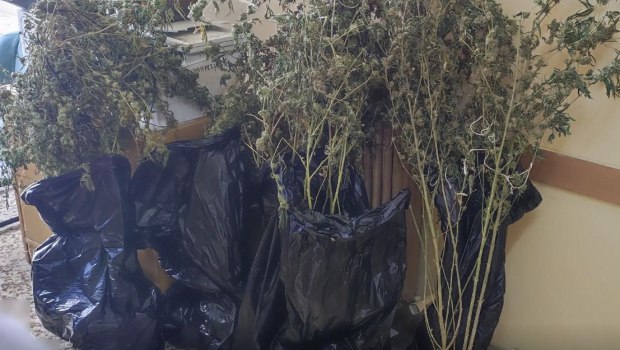 Πειραιάς: Εντοπίστηκε πλήρως εξοπλισμένο εργαστήριο καλλιέργειας κάνναβης [εικόνες]