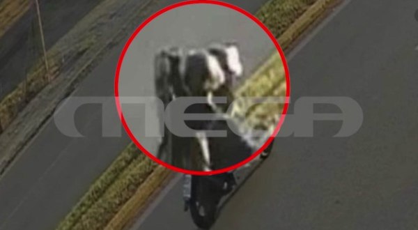 «Επαγγελματικό» το χτύπημα στο κάμπινγκ – Ντοκουμέντο από την άφιξη του δολοφόνου