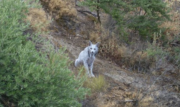Ισπανία: Φωτογράφος απαθανατίζει για πρώτη φορά τον πρώτο λευκό ιβηρικό λύγκα