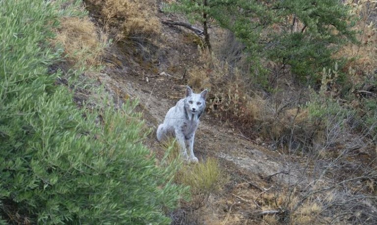 Ισπανία: Φωτογράφος απαθανατίζει για πρώτη φορά τον πρώτο λευκό ιβηρικό λύγκα