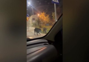 Βόλος: Αγριογούρουνα «κόβουν» βόλτα στο κέντρο της πόλης