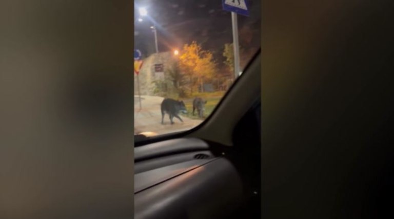 Βόλος: Αγριογούρουνα «κόβουν» βόλτα στο κέντρο της πόλης