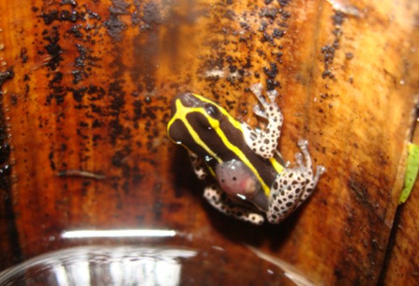 Περού: Ανακαλύφθηκε νέο είδος δηλητηριώδους βατράχου