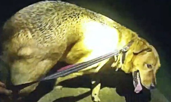 Φλόριντα: Σκύλος οδηγεί την αστυνομία στην 86χρονη ιδιοκτήτριά του που είχε δηλωθεί αγνοουμένη