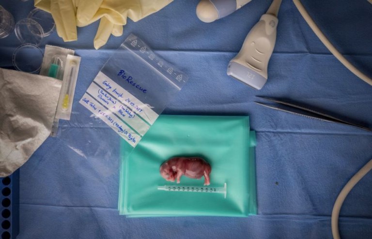 Φωτογραφία: Ένα μικροσκοπικό έμβρυο ρινόκερου που αναπτύχθηκε με εξωσωματική γονιμοποίηση