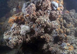 Σπάνιος κοραλλιογενής ύφαλος ανακαλύφθηκε στη Μεσόγειο