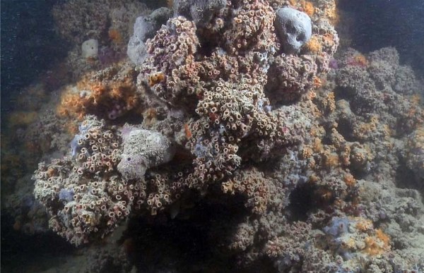 Σπάνιος κοραλλιογενής ύφαλος ανακαλύφθηκε στη Μεσόγειο