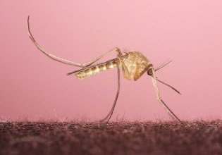 To «κουνούπι του λονδρέζικου μετρό» κατάγεται τελικά από τη Μεσόγειο