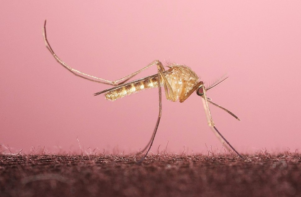 Καταρρίπτεται ο αστικός μύθος για το «κουνούπι του λονδρέζικου μετρό»