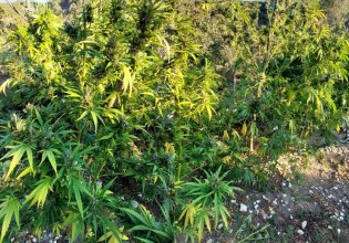Ιωάννινα: Εντοπίστηκε τεράστια φυτεία κάνναβης με 1.650 δενδρύλλια ενός έως τριών μέτρων