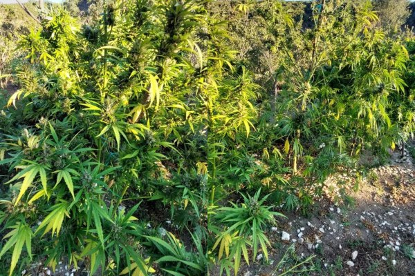 Ιωάννινα: Εντοπίστηκε τεράστια φυτεία κάνναβης με 1.650 δενδρύλλια ενός έως τριών μέτρων