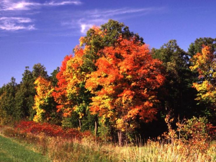 Σε κίνδυνο ελατοδάσος της χώρας