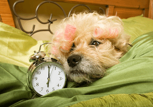 Μήπως ο σκύλος σας από την Κυριακή έχει αλλάξει συμπεριφορά; – Η αιτία