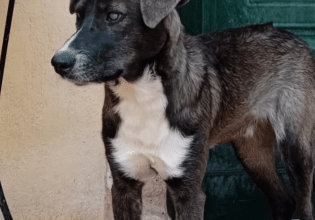 Είναι αδιανόητο να αφήσουμε το αδεσποτάκι, κουταβάκι με μειωμένη όραση, Λάκυ χωρίς οικογένεια