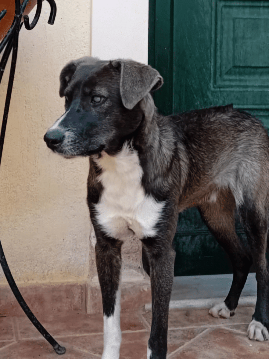 Είναι αδιανόητο να αφήσουμε το αδεσποτάκι, κουταβάκι με μειωμένη όραση, Λάκυ χωρίς οικογένεια