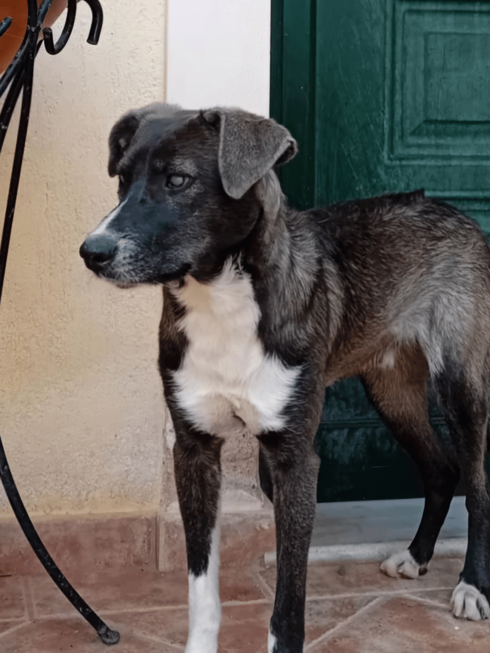 Είναι αδιανόητο να αφήσουμε το αδεσποτάκι, κουταβάκι με μειωμένη όραση, Λάκυ χωρίς οικογένεια