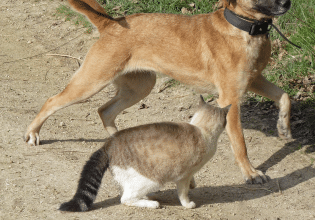 Γάτα με «μωρά»: Τι κάνουμε εάν δεχτεί επίθεση ο σκύλος μας – Ο αρνητικός αντίκτυπος στην ψυχολογία του