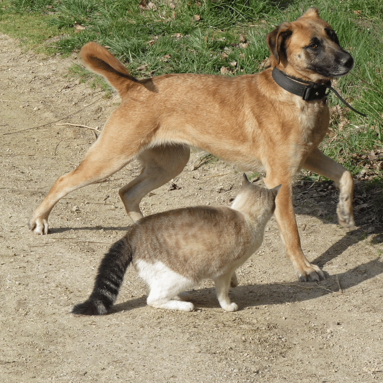 Γάτα με «μωρά»: Τι κάνουμε εάν δεχτεί επίθεση ο σκύλος μας – Ο αρνητικός αντίκτυπος στην ψυχολογία του