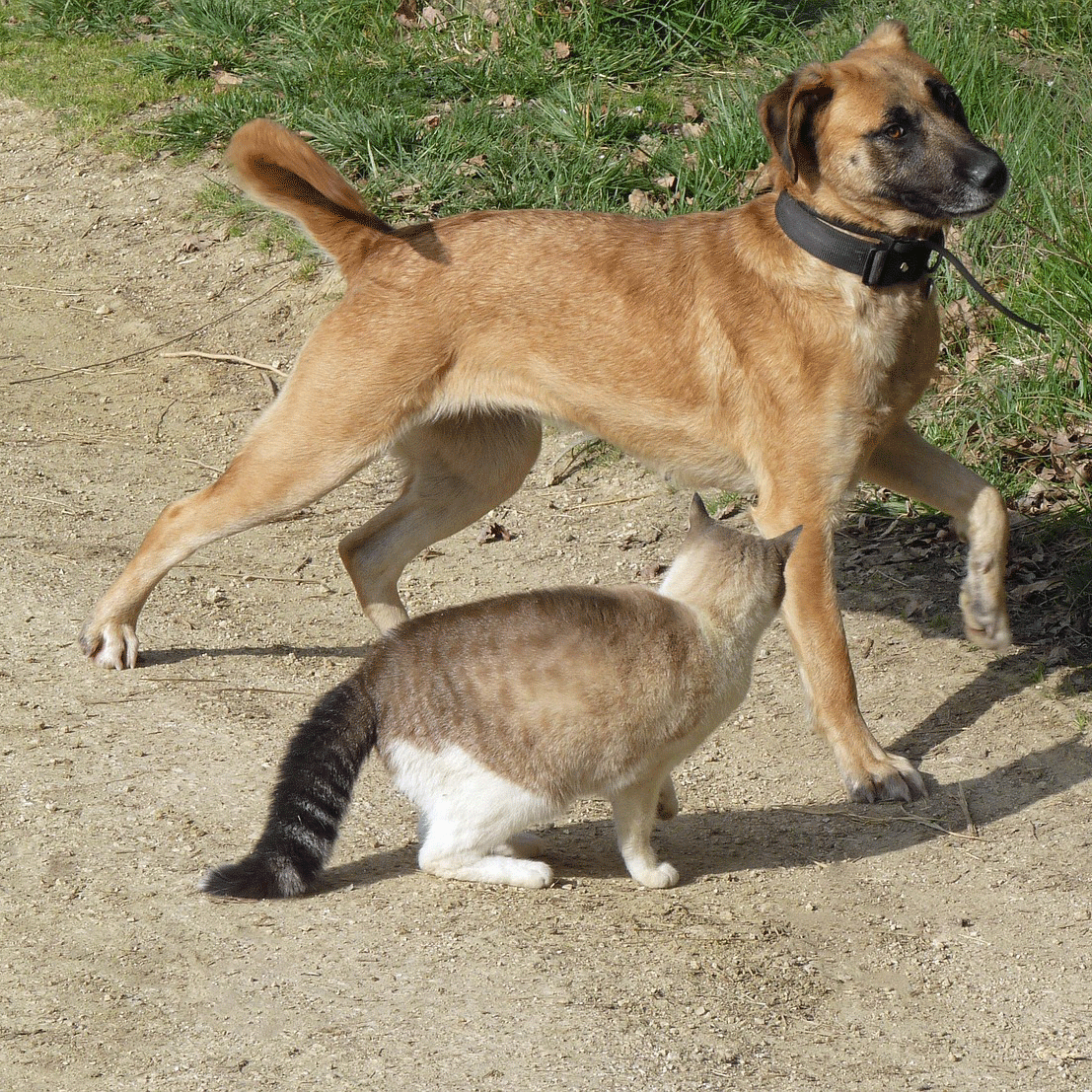 Γάτα με «μωρά»: Τι κάνουμε εάν δεχτεί επίθεση ο σκύλος μας – Ο αρνητικός αντίκτυπος στην ψυχολογία του