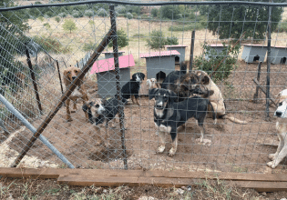 Εθελόντρια που διασώζει αδεσποτάκια μας χρειάζεται – Στεκόμαστε στο πλευρό της