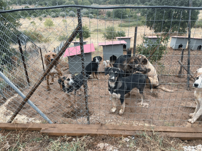 Εθελόντρια που διασώζει αδεσποτάκια μας χρειάζεται – Στεκόμαστε στο πλευρό της