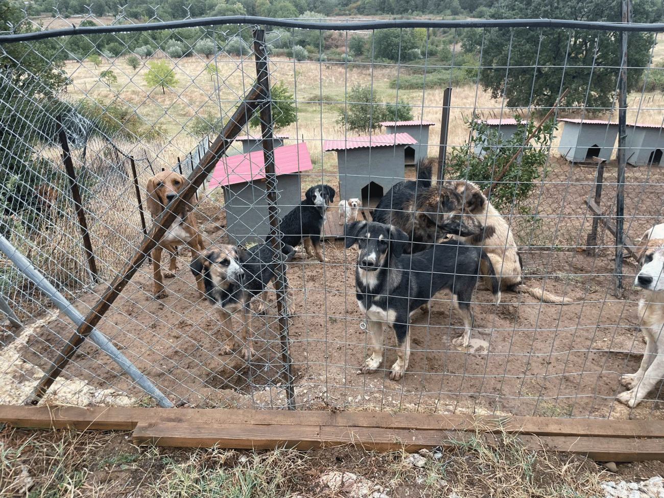 Εθελόντρια που διασώζει αδεσποτάκια μας χρειάζεται – Στεκόμαστε στο πλευρό της