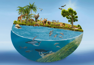 Παγκόσμια Ημέρα των Ζώων: Σπάνια είδη της χώρας μας – Οι κίνδυνοι και οι απειλές που αντιμετωπίζουν