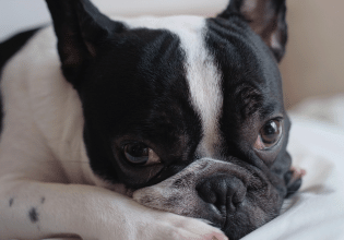 Προβολή μεσοσπονδύλιου δίσκου στον σκύλο – Συμπτώματα και αντιμετώπιση