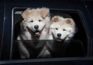 Από ποια προβλήματα υγείας προστατεύει τον σκύλο η στείρωση