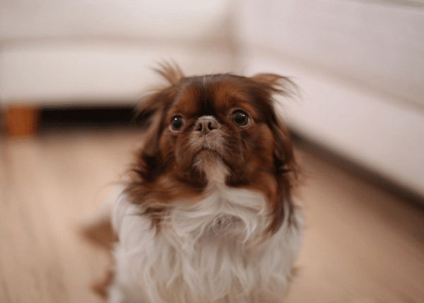 Τρομάζουμε τον σκύλο μας γιατί είναι αστείος – Οι επιπτώσεις στη σχέση μας