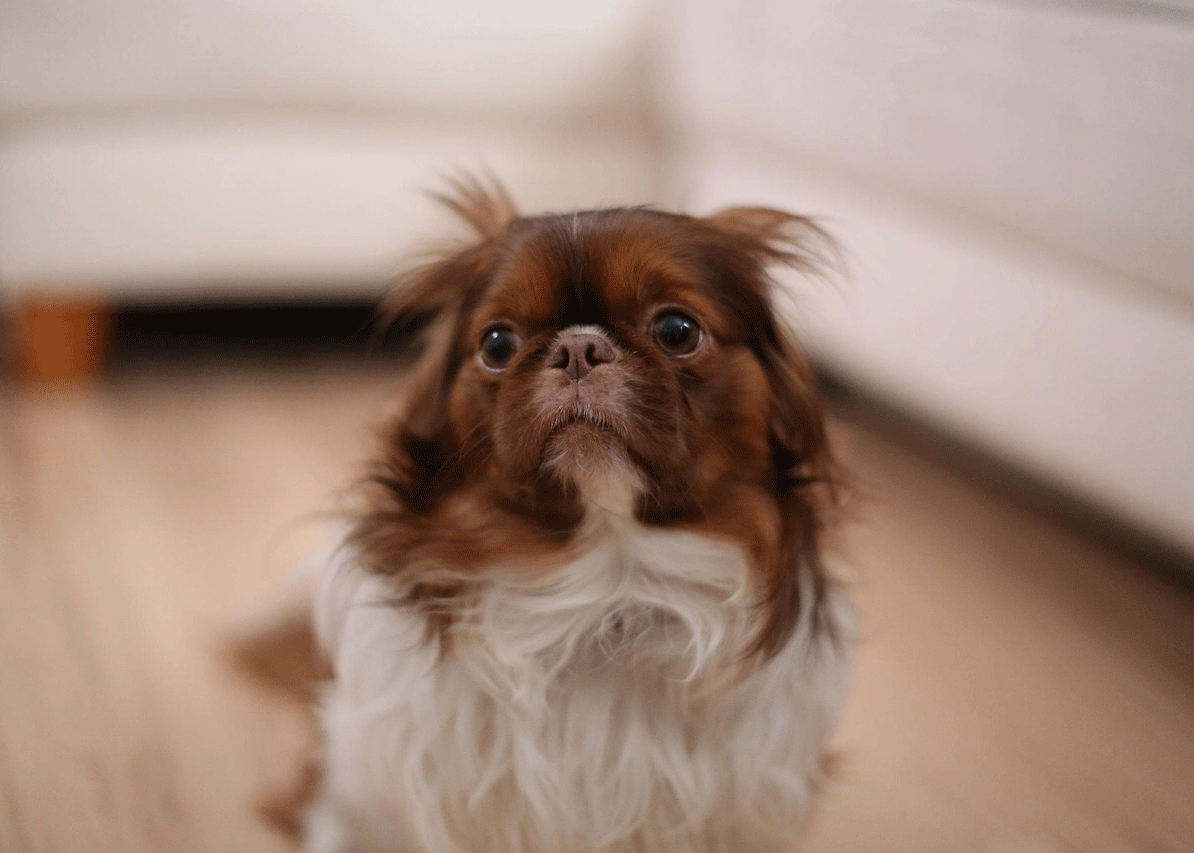 Τρομάζουμε τον σκύλο μας γιατί είναι αστείος – Οι επιπτώσεις στη σχέση μας