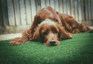Πώς προκαλείται η διάταση και συστροφή στομάχου στον σκύλο – Επείγουσα κατάσταση
