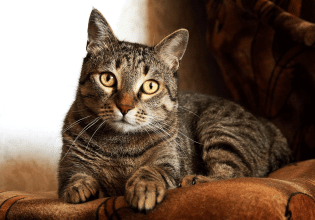 Η στείρωση (και) για τη γάτα είναι «ασπίδα» προστασίας για την υγεία της