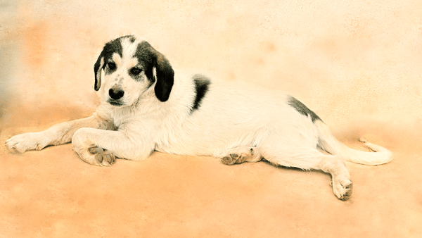 Το παρατημένο, αδεσποτάκι κουταβάκι Κέβιν αναμένει τον άνθρωπό του