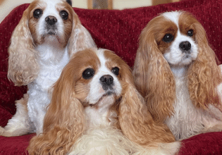 Κάβαλιερ Κινγκ Τσαρλς Σπάνιελ – Ο αριστοκρατικός σκύλος με τη χρυσή καρδιά