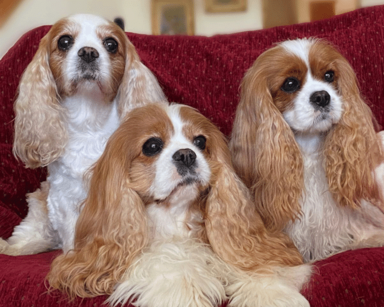 Κάβαλιερ Κινγκ Τσαρλς Σπάνιελ – Ο αριστοκρατικός σκύλος με τη χρυσή καρδιά